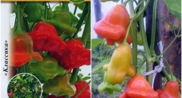 Charakteristika a popis papriky, jak ji pěstovat